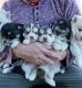 Pomsky Puppies for sale in Dallas, Texas. price: $400