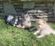 Pomsky Puppies for sale in West Los Angeles, California. price: $1,000