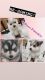 Pomsky Puppies for sale in El Paso, Texas. price: $3,000