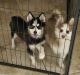 Pomsky Puppies for sale in Fort Myers, FL, USA. price: $300