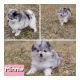 Pomsky Puppies for sale in Greenville, Michigan. price: $1,500
