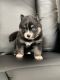 Pomsky Puppies for sale in reseda, California. price: $3,500