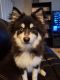 Pomsky Puppies for sale in Naples, Florida. price: $2,000