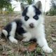 Pomsky Puppies for sale in Elgin, TX 78621, USA. price: NA