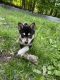 Pomsky Puppies for sale in Suffern, NY 10901, USA. price: $2,500