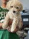 Poodle Puppies for sale in El Paso, TX 79924, USA. price: NA