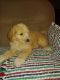 Poodle Puppies for sale in 56129 Van Dyke Ave, Shelby Township, MI 48316, USA. price: NA