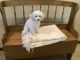 Poodle Puppies for sale in Clearwater, MN, USA. price: $1,000