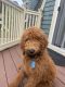 Poodle Puppies for sale in Methuen, MA 01844, USA. price: $1,000