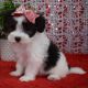 Poodle Puppies for sale in 11620 McAuliffe Dr, El Paso, TX 79936, USA. price: NA