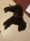 Poodle Puppies for sale in New York, NY 10036, USA. price: $2,500