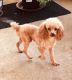 Poodle Puppies for sale in Aurora, CO, USA. price: $1,200