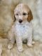 Poodle Puppies for sale in Graham, TX 76450, USA. price: NA
