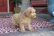 Poodle Puppies for sale in Brookline, MA, USA. price: $650