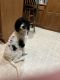 Poodle Puppies for sale in Finlayson, MN 55735, USA. price: $400