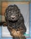 Poodle Puppies for sale in Canton, OH, USA. price: $800