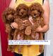 Poodle Puppies for sale in 135 E 100 S, Salt Lake City, UT 84111, USA. price: NA