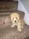 Poodle Puppies for sale in Lancaster, PA, USA. price: NA