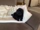 Poodle Puppies for sale in Clearwater, MN, USA. price: $900