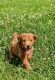 Poodle Puppies for sale in New York, NY 10011, USA. price: $650