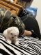 Poodle Puppies for sale in El Paso, TX 79901, USA. price: NA