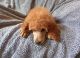 Red and Apricot Standard Poodle Pups