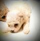 Poodle Puppies for sale in Fayetteville, NC, USA. price: $500