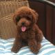 Poodle Puppies for sale in Los Gatos, CA, USA. price: $600