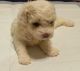 Poodle Puppies for sale in Fayetteville, NC, USA. price: $400