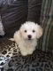 Poodle Puppies for sale in Gilroy, CA 95020, USA. price: $1,500