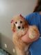 Poodle Puppies for sale in Manheim, PA 17545, USA. price: NA