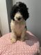Poodle Puppies for sale in Saltillo, TX 75478, USA. price: NA