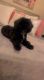 Poodle Puppies for sale in Colorado Springs, CO, USA. price: $1,600