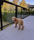 Poodle Puppies for sale in Evanston, IL, USA. price: $1,500