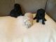 Poodle Puppies for sale in Clearwater, MN, USA. price: $100,000