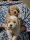 Poodle Puppies for sale in Elk River, MN 55330, USA. price: $500