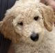 Poodle Puppies for sale in Romeoville, IL, USA. price: $1,500