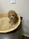 Poodle Puppies for sale in Pearland, TX 77584, USA. price: $2,500