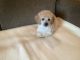 Poodle Puppies for sale in Clearwater, MN, USA. price: $1,000