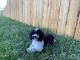 Poodle Puppies for sale in Nucla, CO 81424, USA. price: $1,200