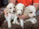 Poodle Puppies for sale in Syracuse, NY, USA. price: NA