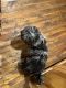 Poodle Puppies for sale in Overland Park, KS, USA. price: $2,500