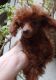 Poodle Puppies for sale in San Francisco Bay Area, CA, USA. price: $500
