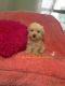 Poodle Puppies for sale in Pearland, TX 77584, USA. price: $2,000