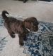Poodle Puppies for sale in Bloomington, MN, USA. price: $400