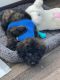 Poodle Puppies for sale in Midland, TX, USA. price: $1,800