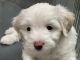 Poodle Puppies for sale in The Bronx, NY, USA. price: NA