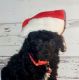 Poodle Puppies for sale in Mt Angel, OR 97362, USA. price: $1,800