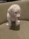 Poodle Puppies for sale in Frankfort, IL, USA. price: $1,000