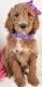 Poodle Puppies for sale in Lowell, MA, USA. price: $1,100